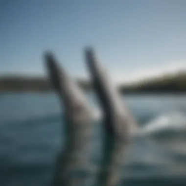 An In-Depth Exploration of Ally ERS4 Swim Fins: Performance, Design, and Application in Watersports Summary An In-Depth Exploration of Ally ERS4 Swim Fins: Performance, Design, and Application in Watersports Summary