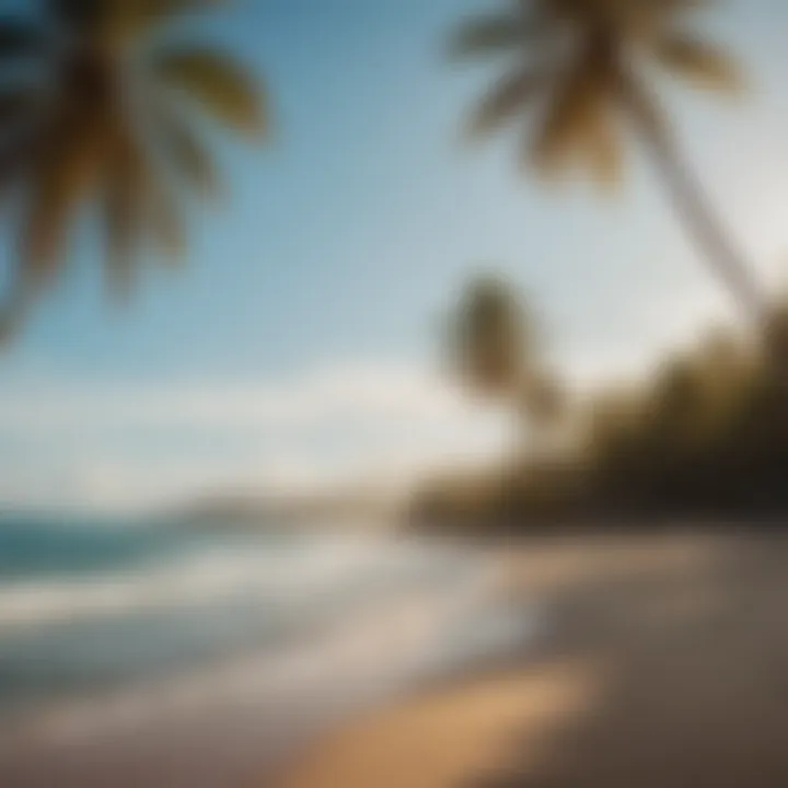 A serene beach scene showcasing palm trees and golden sand