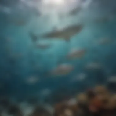 Diverse species of sharks displayed in an underwater habitat