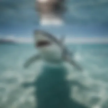 A Glimpse of Shark Grace Majestic shark gliding through clear ocean waters