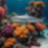 A vibrant underwater scene showcasing a school of harmless reef sharks swimming gracefully among colorful corals.