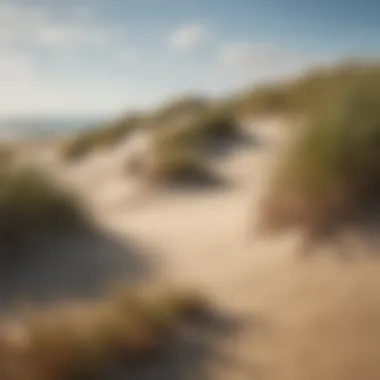 Birdwatching at beach dunes with diverse bird species