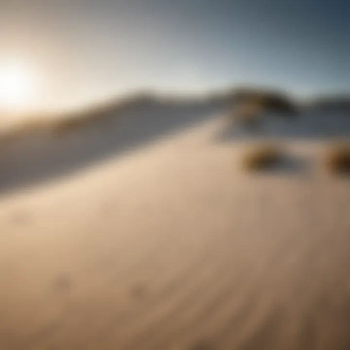 Conservation efforts in beach dune restoration