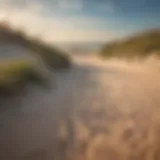 Vibrant beach dunes with native vegetation