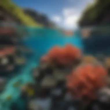 Coral Reef Diversity in Honolua Bay Vibrant coral reef teeming with diverse marine species in Honolua Bay.