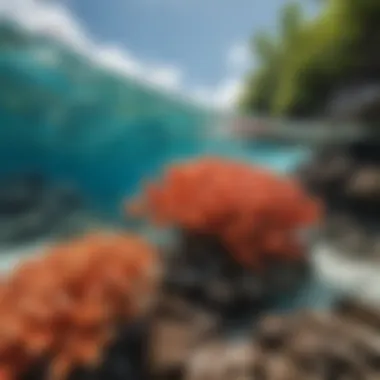 Close-up of vibrant coral reefs near a popular surfing location