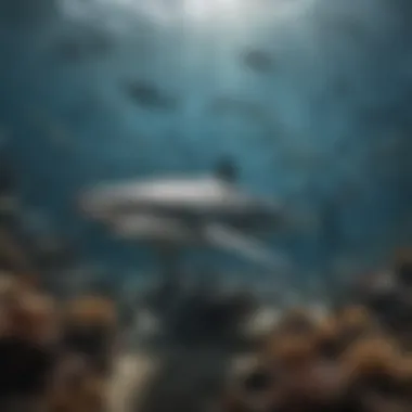 The Evolutionary Journey of Sharks An infographic detailing the evolutionary history of sharks over millions of years