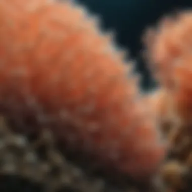 Close-up of coral polyps showcasing intricate structures