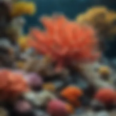 Coral ecosystem providing habitat for various fish species