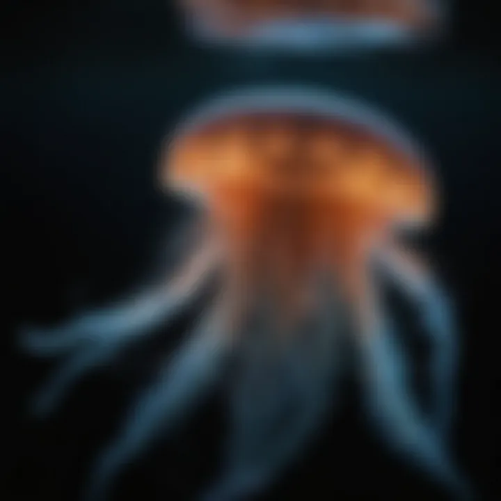 A close-up view of a bioluminescent jellyfish in dark water.