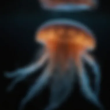 The Enigma of Bioluminescence A close-up view of a bioluminescent jellyfish in dark water.