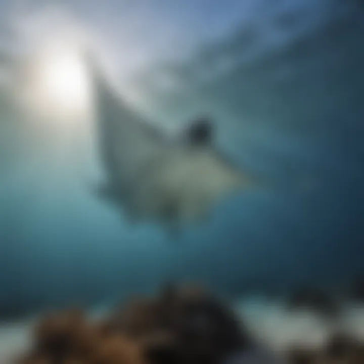 An underwater scene depicting a majestic manta ray gliding through the ocean.