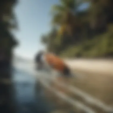 Eco-Friendly Transportation for Surfers Eco-friendly transportation for surfers
