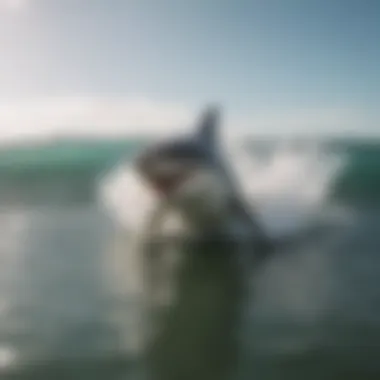 Surfer using the Shark Classic Leash in action on a wave.